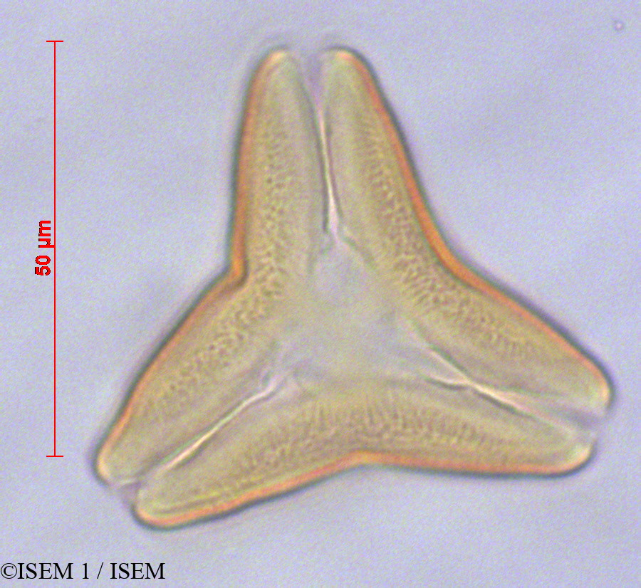 ISEM 1/Tristerix_grandiflorus_29113/Tristerix_grandiflorus_29113_0001(copy).jpg